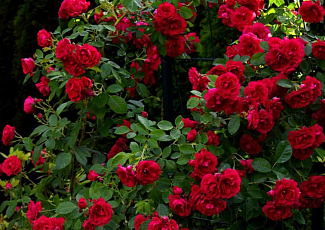 Плетистые (вьющиеся) розы
