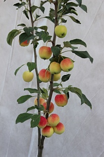 Китайка (райские яблочки)