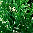 туя западная smaragd variegata