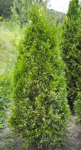 туя западная smaragd variegata