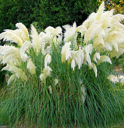 Пампасная трава (Кортадерия) White Feather (Вайт Фазер)