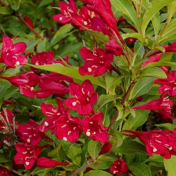 Вейгела цветущая Red Prince (Ред Принц)