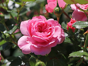 Старлет Роуз Ева (Rosa Starlet Rose Eva)
