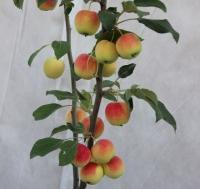 Китайка (райские яблочки)
