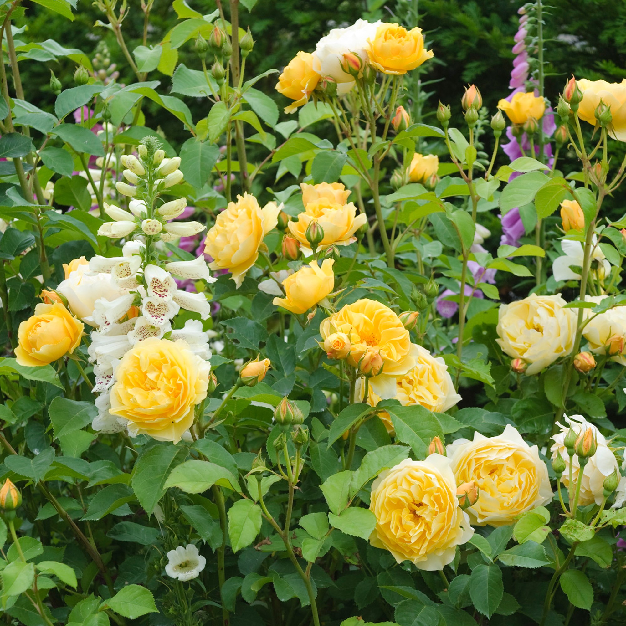 Грэхем томас английская роза фото