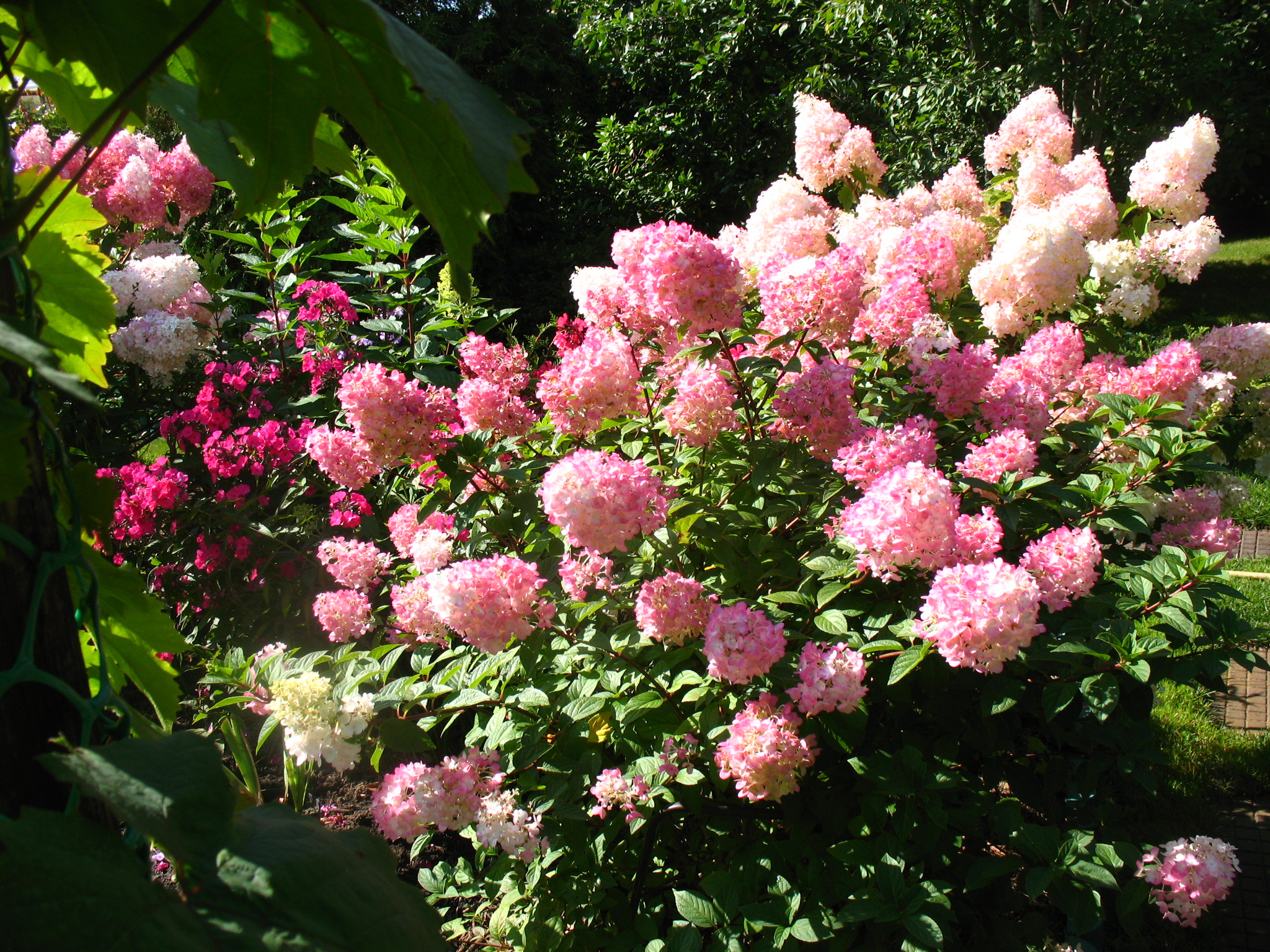 Гортензия метельчатая (Hydrangea paniculata `Touch of Pink`)