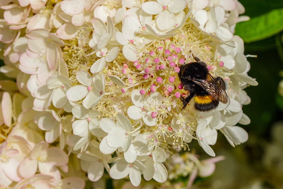 Bee happy гортензия метельчатая фото Гортензии Гортензия метельчатая Bee Happy (Би Хеппи) по разумной цене - Зеленый 