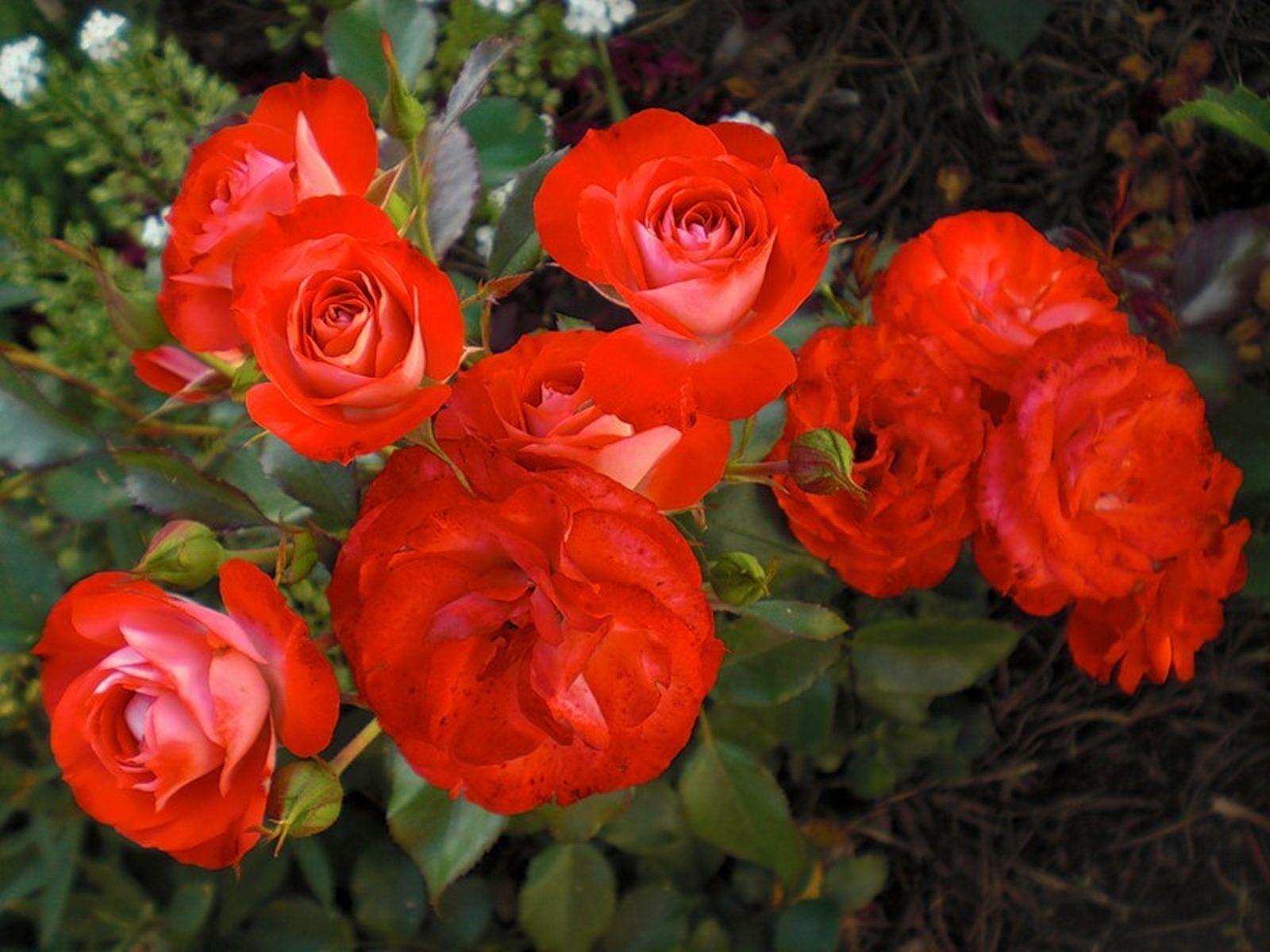 Rosa floribunda planten un Blomen роза