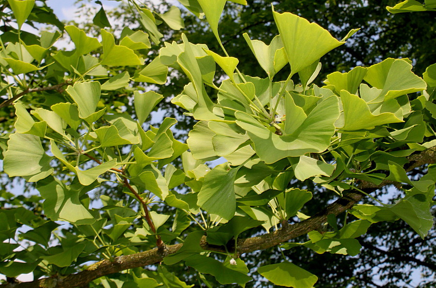 Гинкго хвойное. Растение гинкго двулопастный. Гинкго билоба дерево. Гинкго билоба (Ginkgo Biloba). Гинкго двулопастный лист.