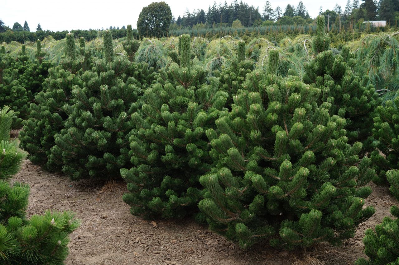Купить хвойные спб. Сосна Горная Орегон Грин. Pinus nigra Oregon Green. Сосна черная Oregon Green. Сосна черная Oregon Green Орегон.