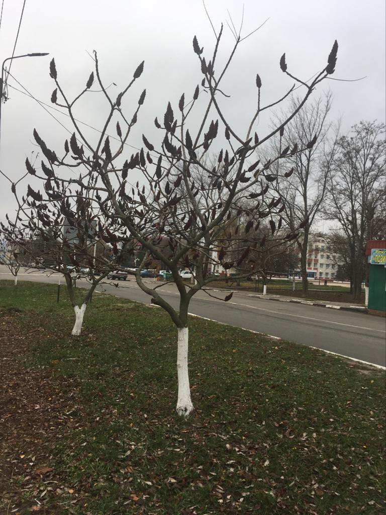 Сумах оленерогий зимой фото