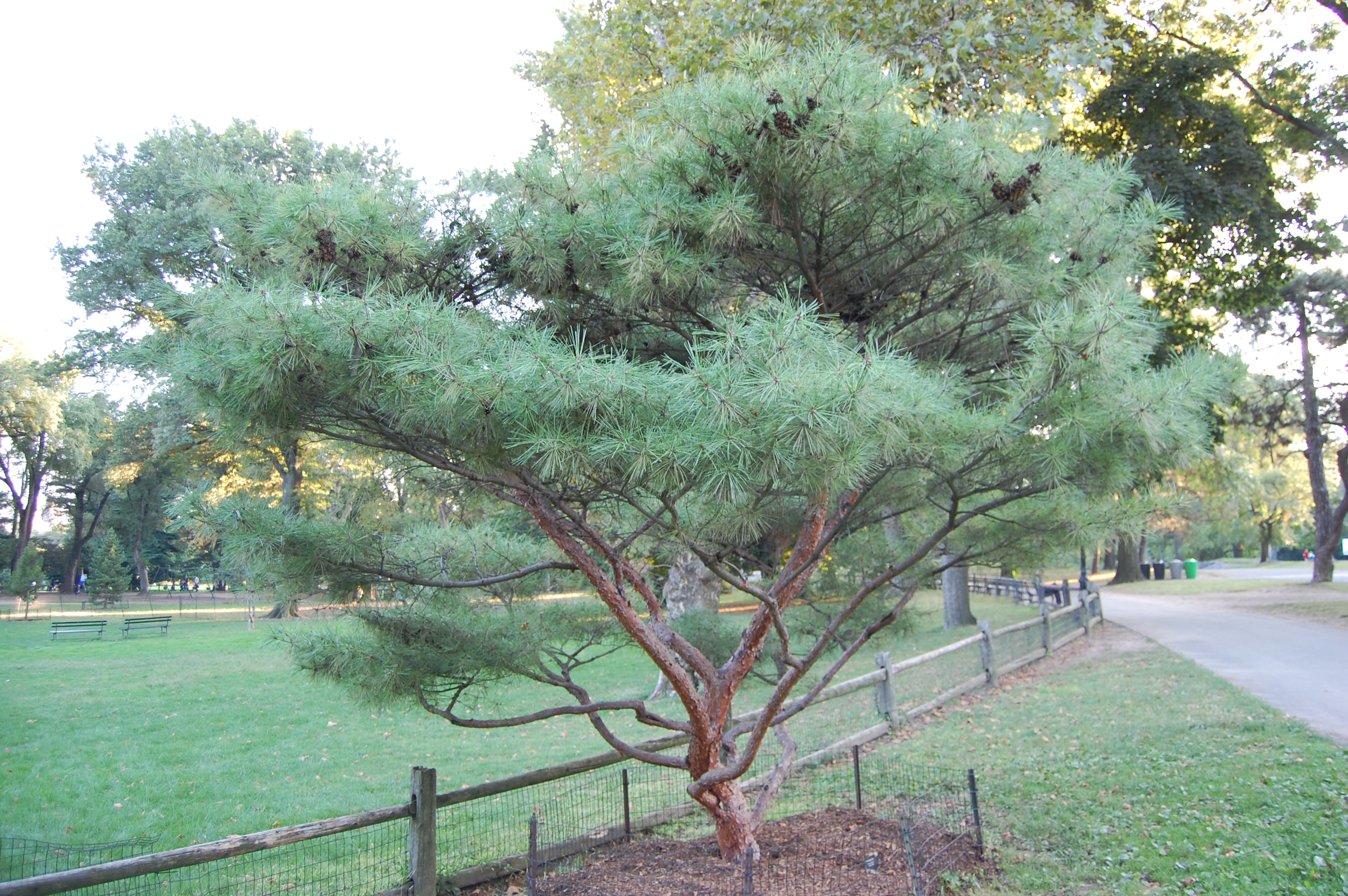 Сосна густоцветковая 'Умбракулифера' Pinus densiflora 'Umbraculifera'
