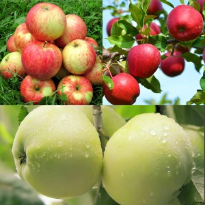 Дерево сад яблоня Антоновка, Орлинка, Веньяминовское