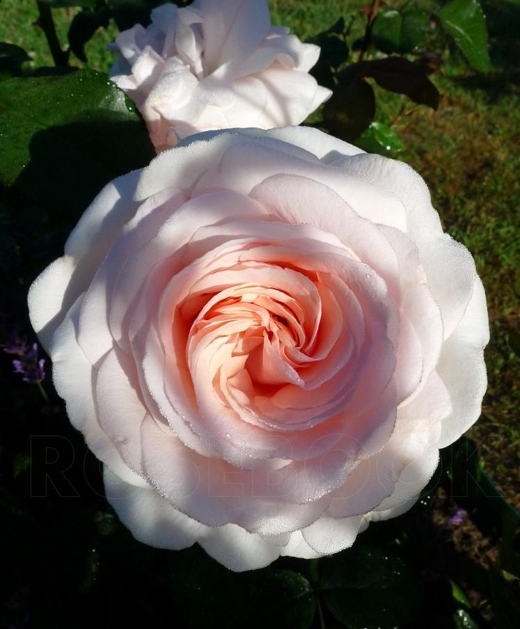 Сорт розы пушкин фото и описание