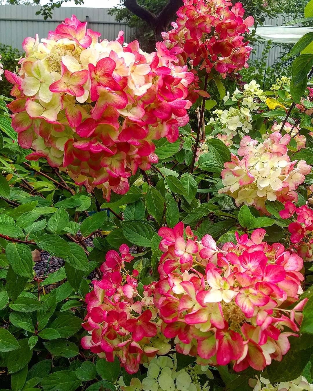 Гортензии Гортензия метельчатая Diamand Rouge (Даймонд Руж) по разумной цене - Зеленый сад