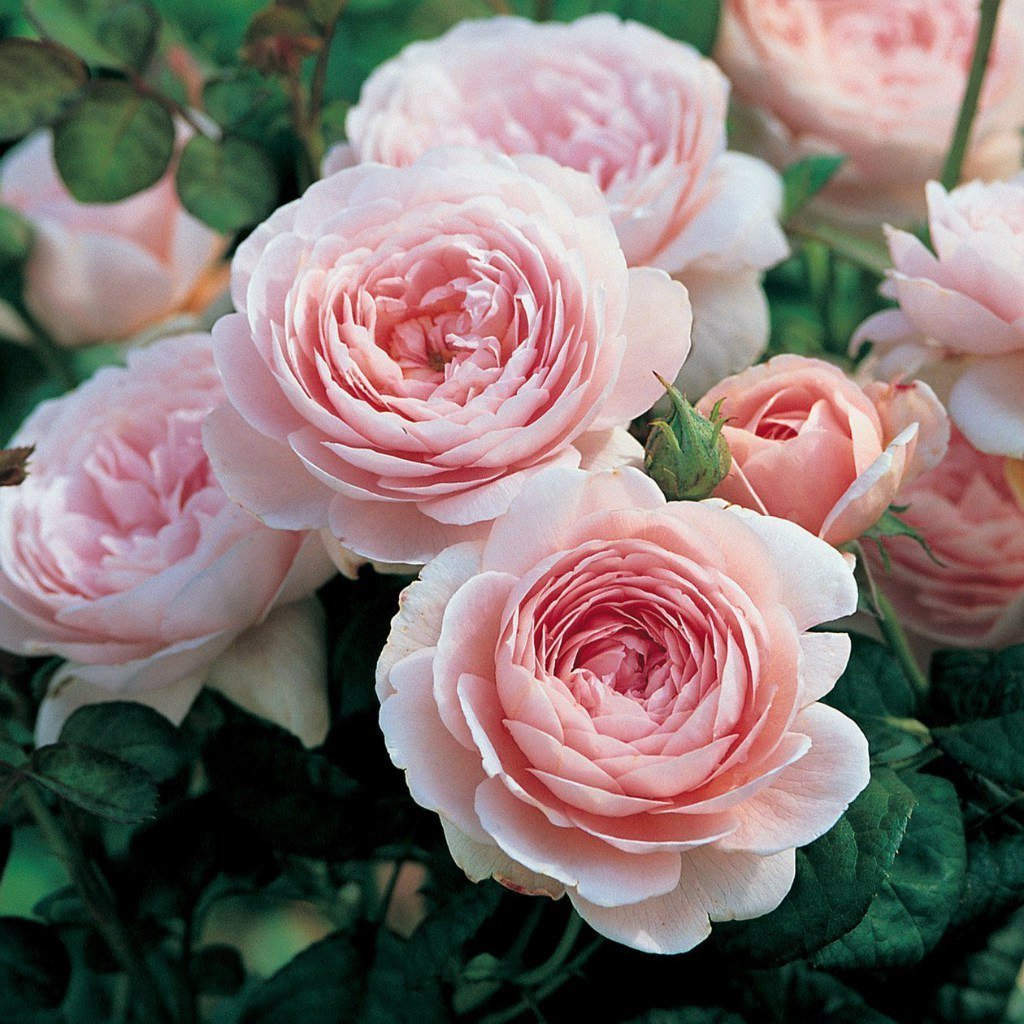 Английские розы (English Rose, Austin) .