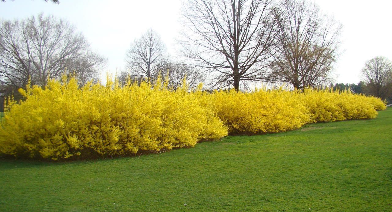 Кустарник с желтыми цветами ранней