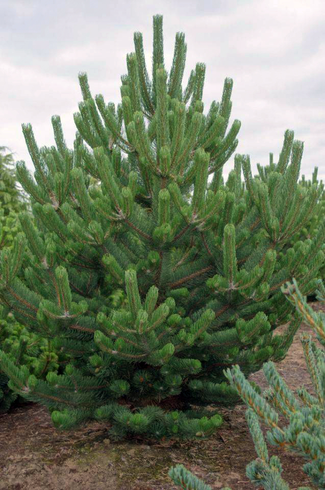 Сосна орегон грин. Pinus nigra Oregon Green. Сосна Горная Орегон Грин. Сосна черная Oregon Green. Сосна черная Орегон Грин Oregon Green.