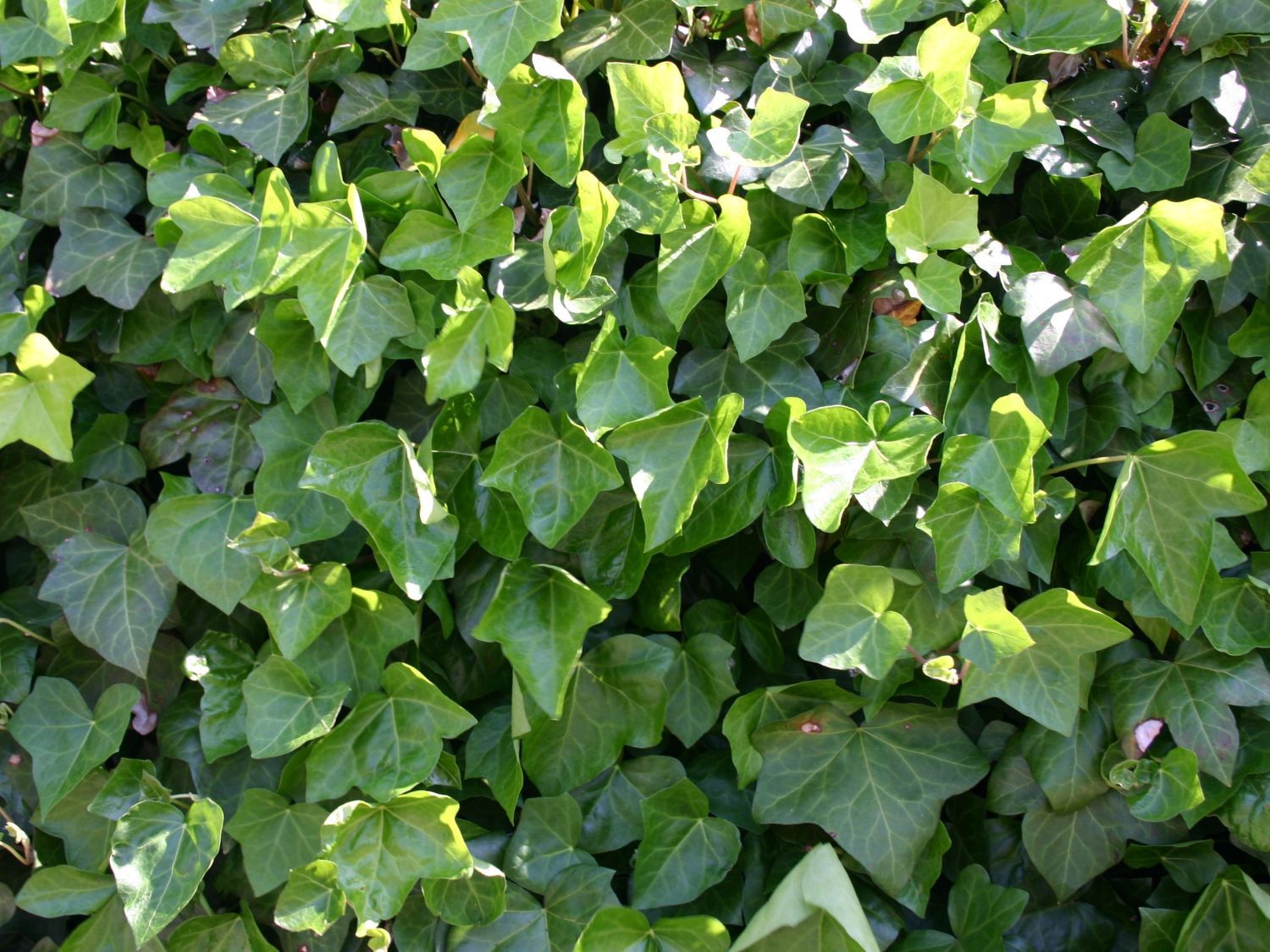 Hedera Hibernica