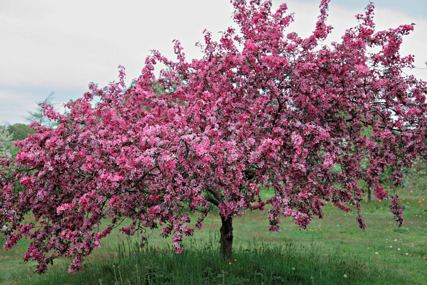 Яблоня Недзвецкого Malus niedzwetzkyana