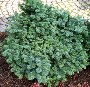 Пихта благородная Procumbens (Прокумбенс)