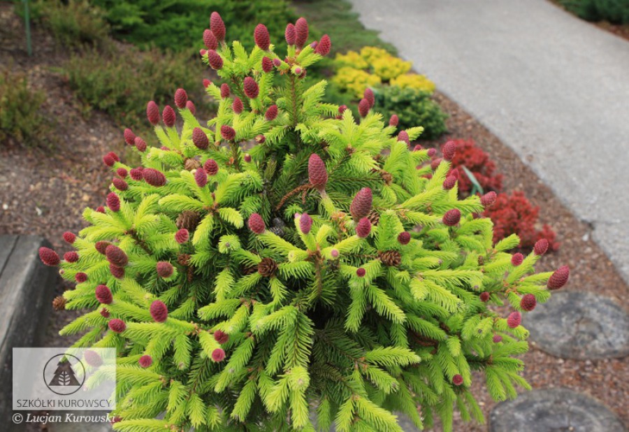 Picea abies rydal