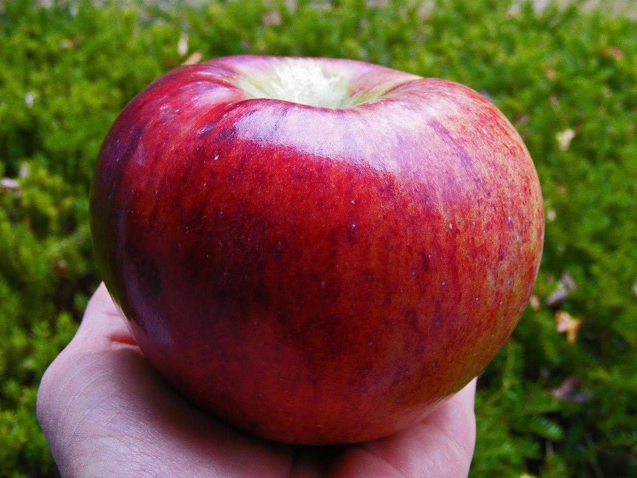 название красных яблок с фото