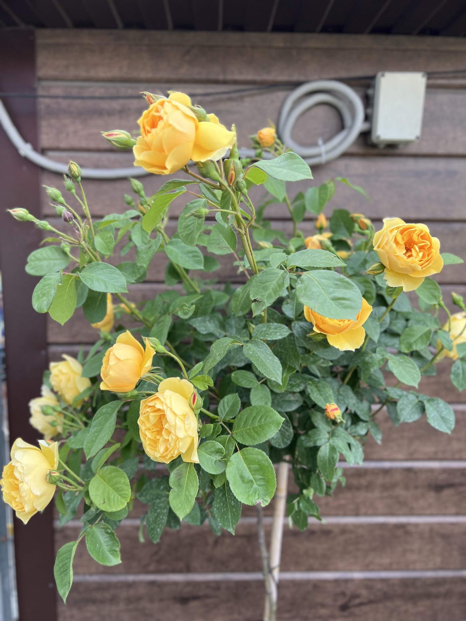 Выращивание штамбовой розы: посадка, уход, укрытие на зиму