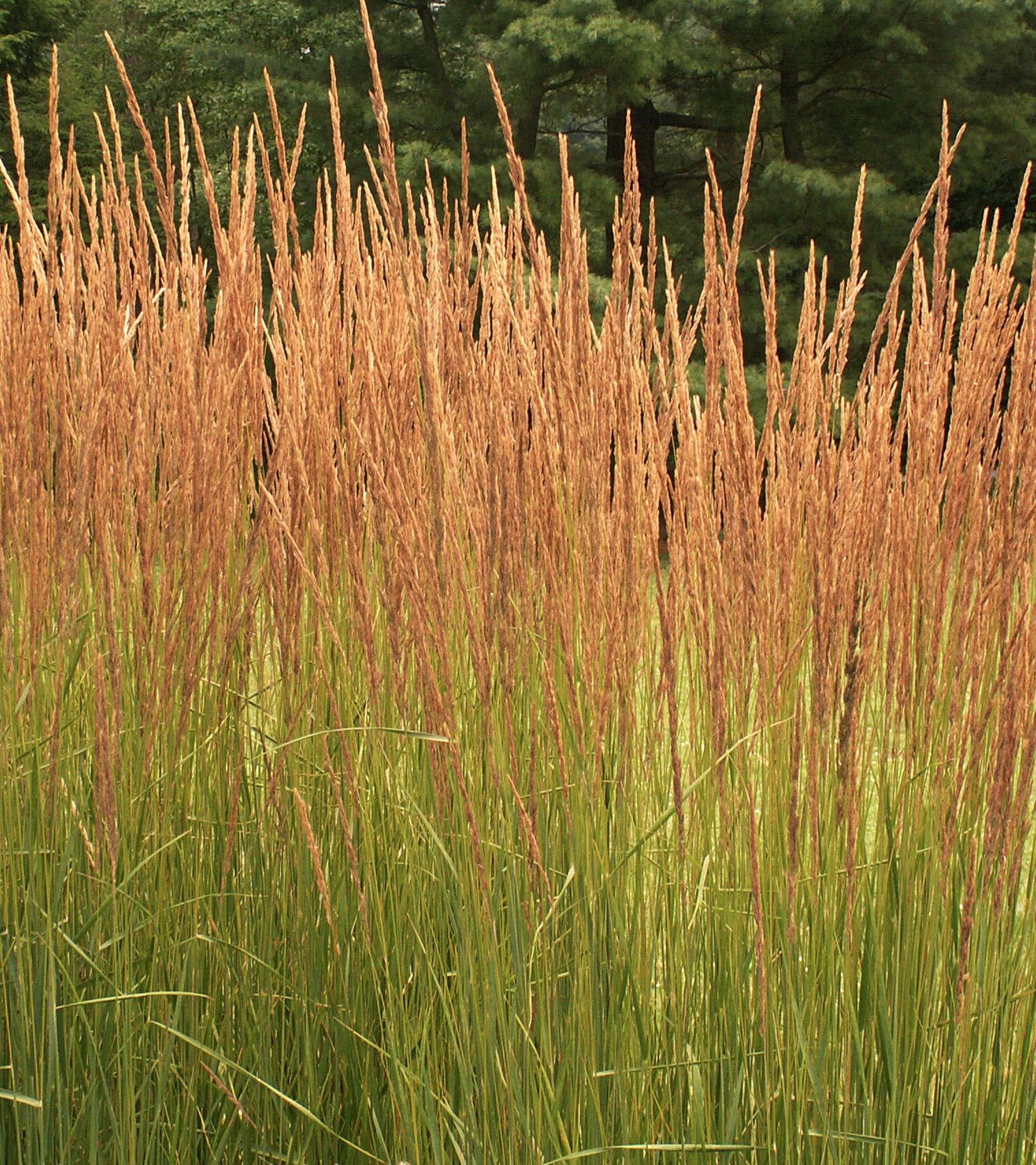 Вейник остроцветковый 'Карл Форстер' Calamagrostis acutiflora 'Karl Foerster'