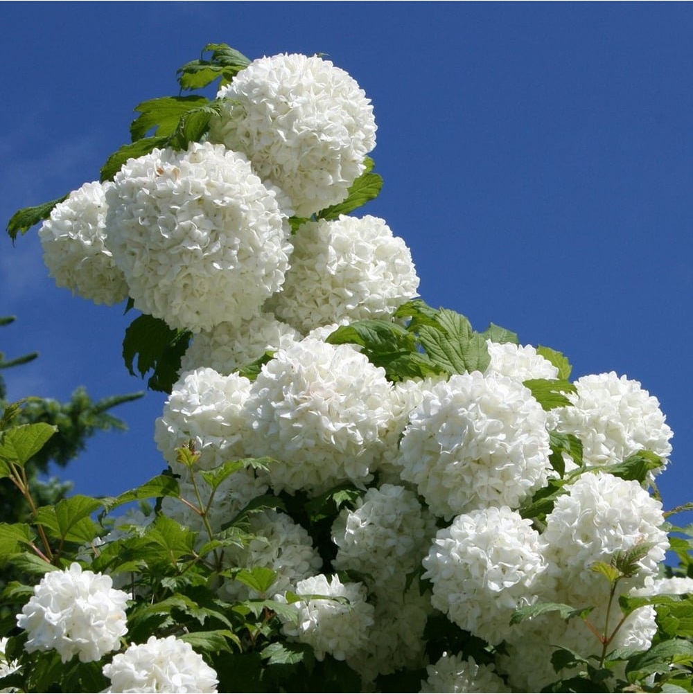 Цветы с белыми шариками
