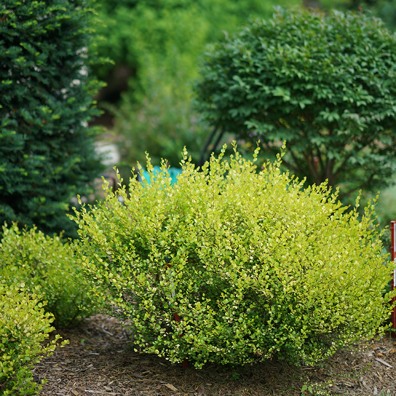 Другие лиственные кустарники Берёза карликовая (Нана) Golden Treasure (Голден Треже) по разумной цене - Зеленый сад