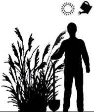 Miscanthus_sinensis_s.jpg Miscanthus_sinensis_s.jpg