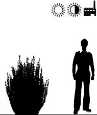 Berberis_thunbergii_Maria_s.jpg Berberis_thunbergii_Maria_s.jpg