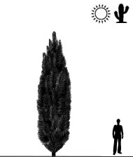Pinus_sylvestris_Fastigiata_s.jpg