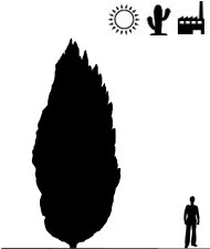 Obelisk pinus.jpg