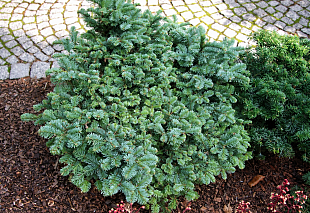 Пихта благородная Procumbens (Прокумбенс)