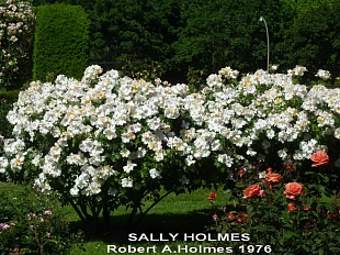 Салли Холмс (Sally Holmes)