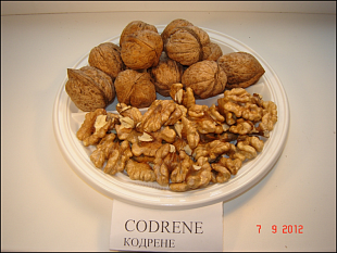 Грецкий орех Кодрене (привитой)