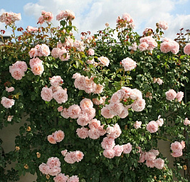 Роз де Толбиак (Rose de Tolbiac)