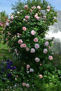 Роз де Толбиак (Rose de Tolbiac)
