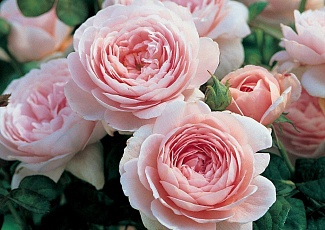 Английские розы (English Rose, Austin)