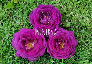 Минерва (Minerva)