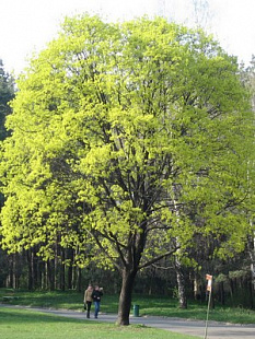 Клен остролистный (Acer platanoides)