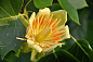 Лириодендрон тюльпановый (Тюльпановое дерево)