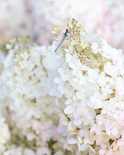 Гортензия метельчатая Strawberry Blossom (Строберри Блоссом)