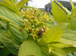 Диервилла ручейная Honeybee (Ханиби)