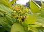 Диервилла ручейная Honeybee (Ханиби)