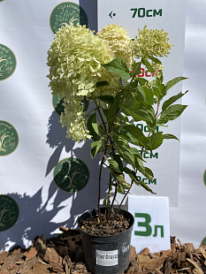 Гортензия метельчатая Royal Flower (Роял Флауэр)