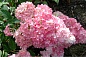 Гортензия метельчатая Strawberry Blossom (Строберри Блоссом)