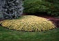 Можжевельник горизонтальный Golden Carpet (Голден Карпет)